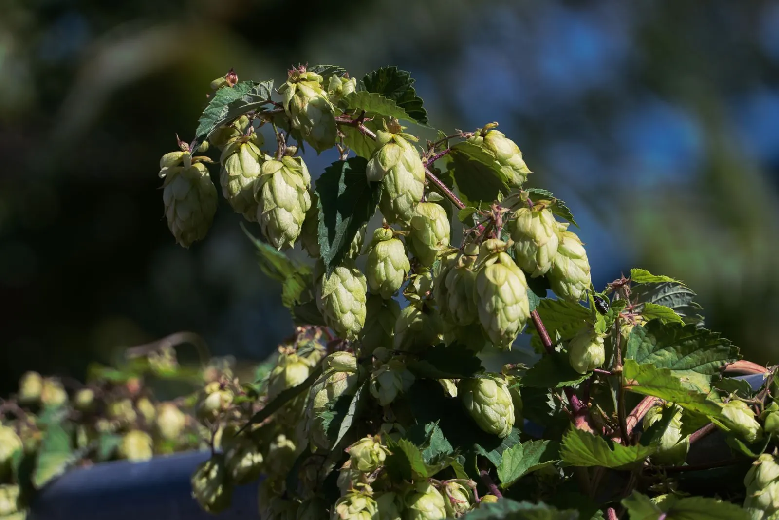 Hopfendolden