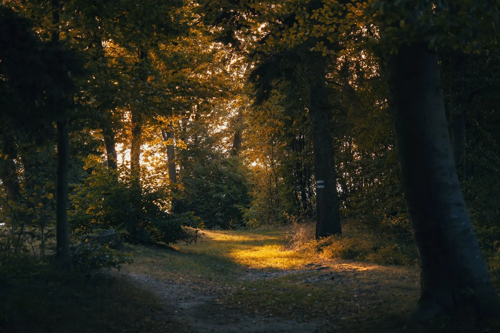 Waldweg